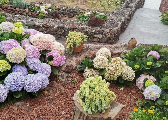 Lejlighed Cactus
